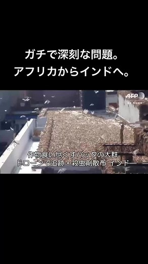 これ結構やばいやん。ホンマに日本まで来るんでは！？？？#みんなに見せたい動画 #バッタ #大群 #billion