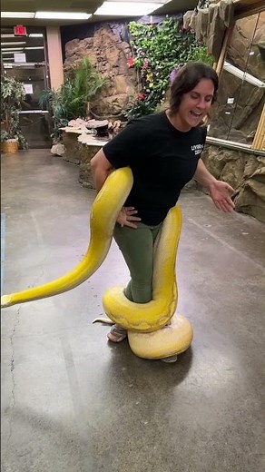 Completely wrapped up by this beautiful yellow Python😅