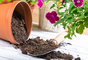 How to Sterilize Soil? | Easy Methods Anyone Can Try at Home - School of Garden