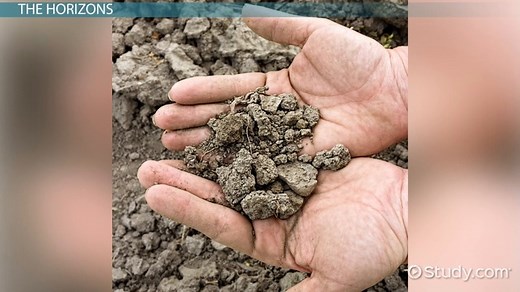 Soil Profile | Definition, Development & Layers