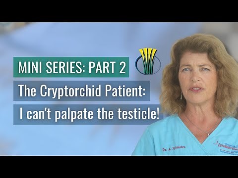 The Cryptorchid Patient: I can't palpate the testicle!