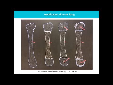 Anatomie générale des os