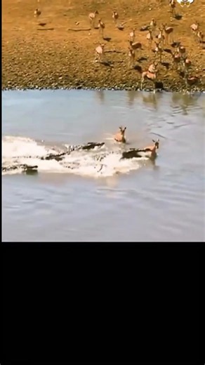 Gazelles vs Crocodiles: Deadly River Crossing Caught on Camera