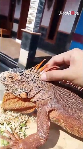 Iguana Shedding: Captivating Skin Removal Process || WooGlobe