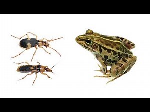 Bombardier vs. assassin: Mimetic interactions via a shared enemy