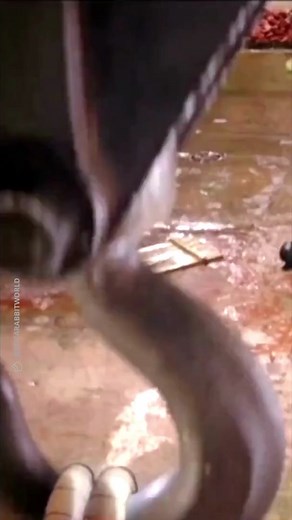 She’s married to Roger Rabbit!!?? #jessicarabbit #jessicarabbitworld #bobhoskins #whoframedrogerrabbit #rogerrabbit #disneymovies #funnyvideos #funnymovie #funnymoviescenes #fyp #foryoupage #couples #famouscouple #disneyanimation #80smovies #retromovies