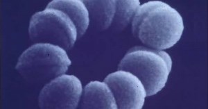 Les différents types de bactéries