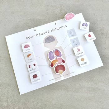 Human Anatomy Worksheet: Human Body Organs Matching Activity