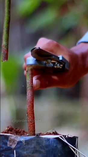 Grafting Success: Choosing the Right Method for Your Fruit Trees