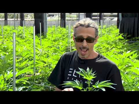Cannabis Trimming, Training & Pruning: Kyle Kushman / Green Flower Cannabis Cultivation Course