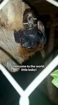 Only A Sloth Could Be This Relaxed While Having a Baby | The Dodo