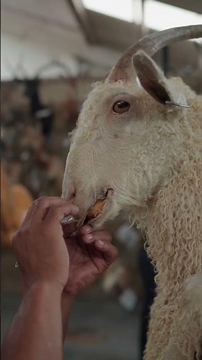 Angora Goat | The Making of a Masterpiece | Splitting Image Taxidermy