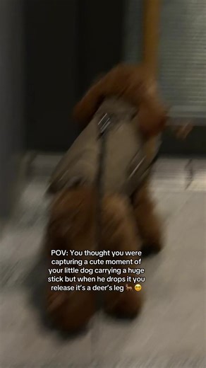 Surprising Discovery: Dog Carries Deer Leg Instead of Stick