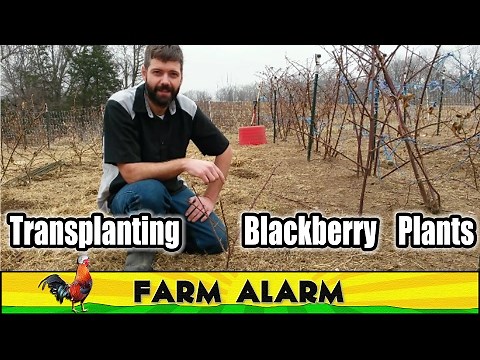 Transplanting Blackberry Plants in the winter - Bare Roots