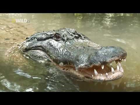 Croczilla | The King of Giant Crocodiles- NATIONAL GEOGRAPHIC | Wildlife Documentary,