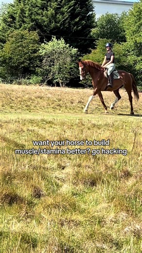 Understanding Stringhalt in Horses: Equestrian Insights