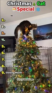 Christmas Cat Special 🎄🎅