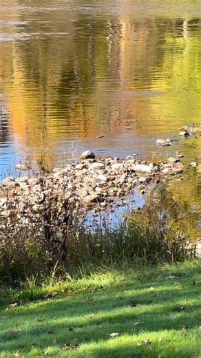 D&R Processing - Wild game processing on Reels