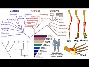 Evolutionary Biology: Phylogenies, Homology, and Taxonomy