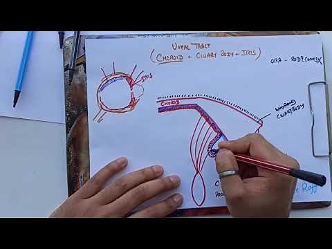 Ciliary Body Anatomy Of Eye Part 5 Uveal Tract( Structure of Ciliary body)