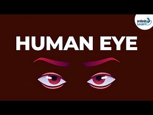Physics - Structure of the Human Eye - CBSE Class 8 Video Lecture