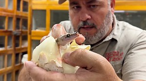 20K views · 264 reactions | Celebrate Christmas morning in the most unexpected way—hatching python snake eggs!  Watch as new life emerges from these eggs, making for an unforgettable holiday surprise. It’s a mix of animal education, hilarious moments, and a little Christmas magic as I carefully open these snake eggs to reveal baby pythons | Jayprehistoricpets | Facebook