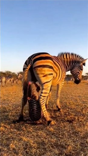 Mother Zebra Gives Birth in the Wild 🦓✨ | Rare Newborn Zebra Moment