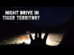 Night Drive In Tiger Territory । Clouded Leopard Information । Night Drive In Tiger Reserve । Tiger
