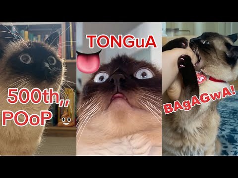 MervTheCat Talks Non Stop 😂 Funniest Cat Expressions