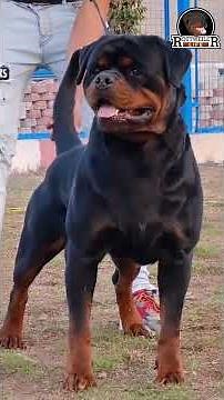 Rottweiler: The Ultimate Guardian Dog