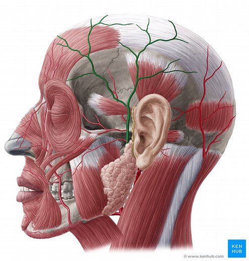 Superficial temporal artery