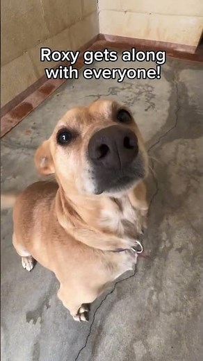 Shelter Dogs Are One of a Kind—Find Your New Best Friend!