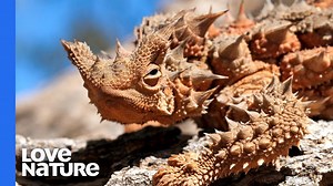 913K views · 12K reactions | The Australian Thorny Devil might look like something straight out of Jurassic World, but the #lizard only averages between 6 to 8 inches in length and spends most of its time picking off ants along their trails 年   | Love Nature | Facebook