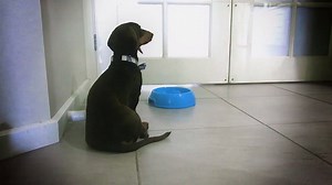 SausageMOJI - Dachshund themed emojis and stickers! Android now available 😎 APPLE: http://apple.co/2lAidaD ANDROID: http://bit.ly/2v3YmES | Sausage Dog Central