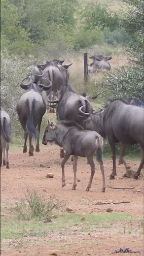 Great Wildebeests Migration - Herd Of Wildebeests Running In Masai Mara Kenya 2022-Wildlife