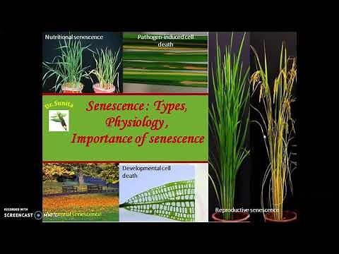 Senescence