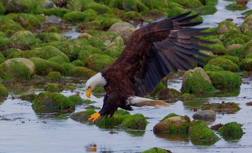25 Bald Eagle Facts