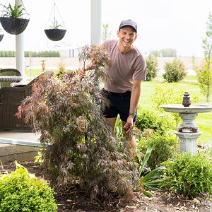 110K views · 6.3K reactions | I recently transplanted my Weeping White spruce over to my mom's house and replaced it with a new Japanese maple. I love the way the new tree looks and both trees will be able to thrive where they're now at. Plus, I planted some ginger and turmeric, which I'll harvest later this summer. | Wyse Guide | Facebook