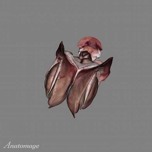 3D View Of Dissected Brain