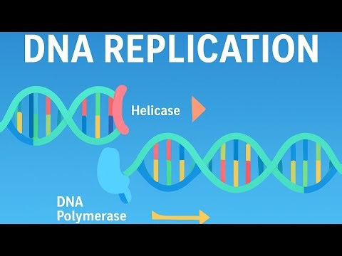 DNA Replication in a simplified form 🧬