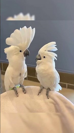 Hilarious Cockatoo Moments Compilation 🦜 | Funny Cockatoo Shorts