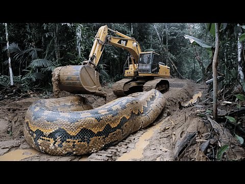 Incredible Footage of the Largest Anaconda Ever Caught on Camera, 33 Ft Long | Facts About Anacondas