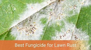 Best Fungicide for Powdery Mildew - Best Product Reviews 2020