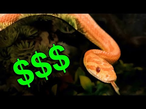 The Cost of a Corn Snake