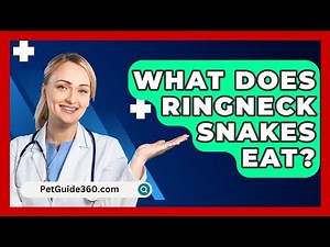What Does Ringneck Snakes Eat? - PetGuide360.com