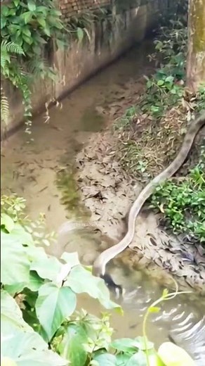 Spectacular Moment: Snake Hunting Fish in the Water #snakelovers #dangeroussnake #naturelovers