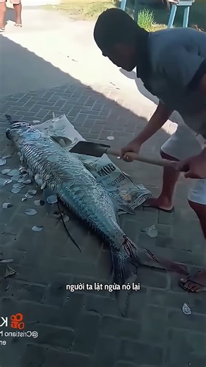 Họ bắt loài cá này không phải để ăn thịt