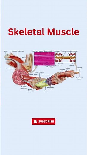 Skeletal Muscle Structure Explained: Layers of Strength and Movement