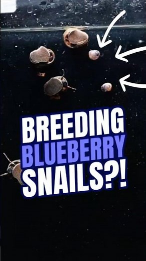 Blueberry Snail Breeding | Baby Blueberry snails