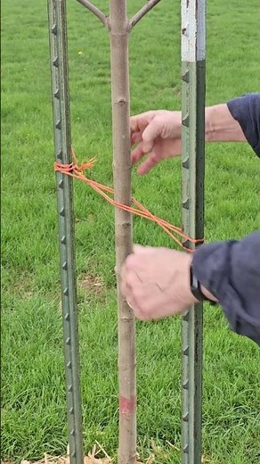 Staking a Small Tree